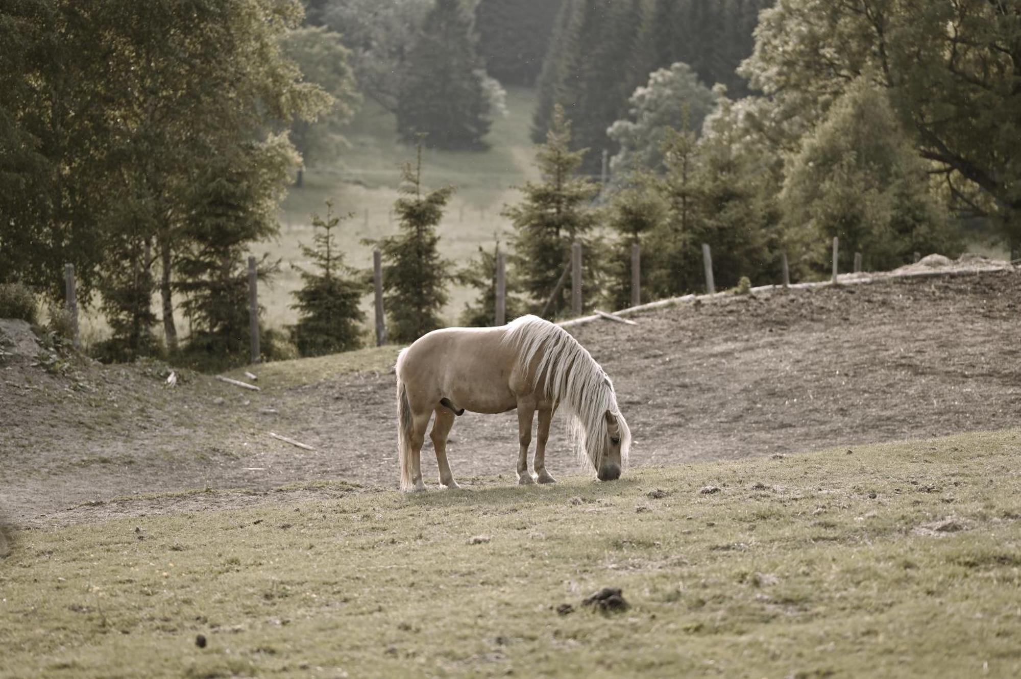 Wichrowe Wzgorze Stronie Slaskie Exterior foto